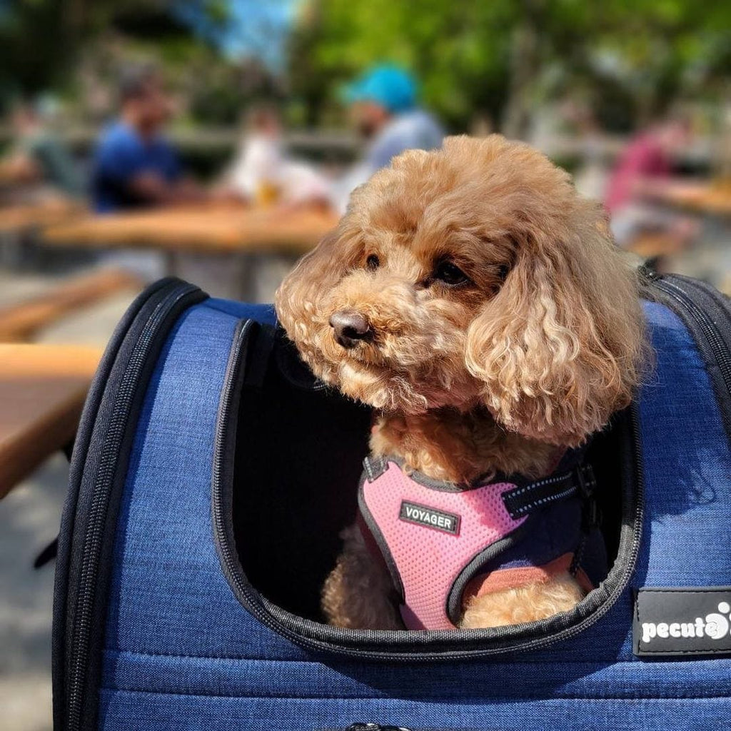 Pecute Cat Carrier Dog Backpack Expandable (Blue)